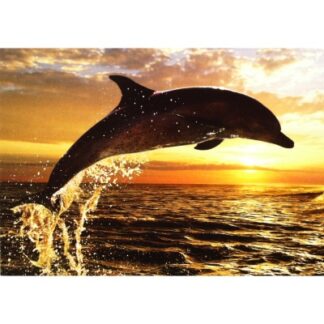 Steve Bloom - dolphin sunset kaart