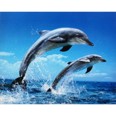Jumping Dolphins grote kaart