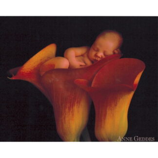 Anne Geddes - jacob in calla lily grote kaart